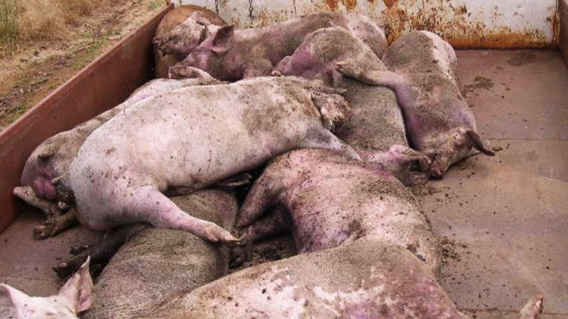 Фото 3. Многочисленные павшие и умирающие свиньи на пораженной ферме.
