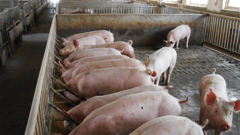 Фото 2. Типовой загон для размещения маточного поголовья и свиней на откорме на пораженной ферме.
