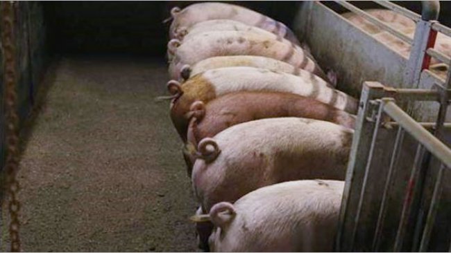 Фото 1. Некупированные свиньи. Фото любезно предоставлено Инге Бёхне

