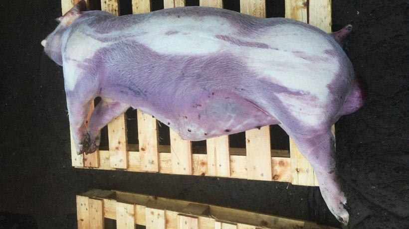 Фото 2. Цианоз нижнего и дистальных отделов туши свиньи с откорма.
