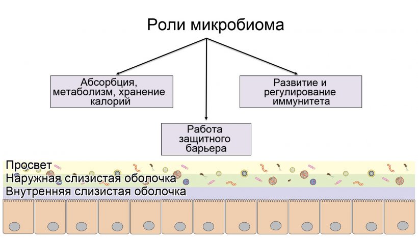 Роли микробиома: формирование защитного интестинального барьера; переваривание и метаболизирование нутриентов; регулирование иммунитета
