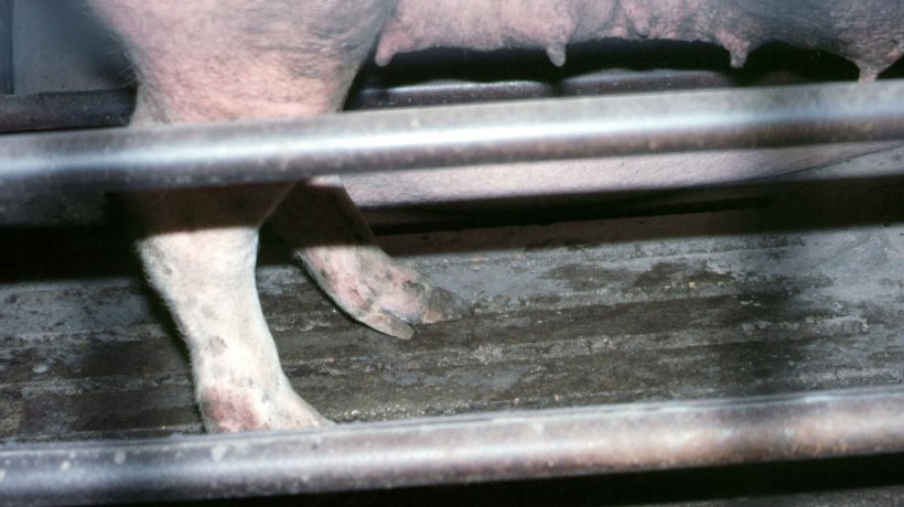 Изображение 4. Наклоненные бабки задней конечности свиноматки.
