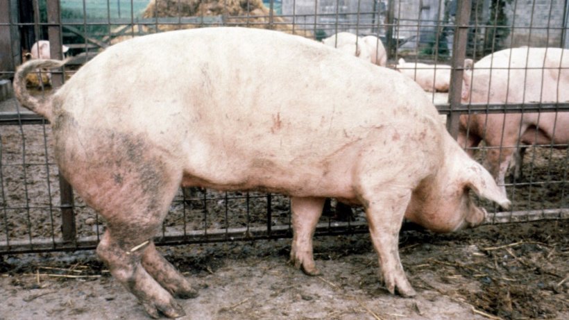 Изображение 2. Вертикальные передние конечности; скошенные задние конечности у свиноматки

