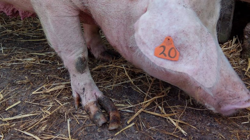 Изображение 8. Ступня-&quot;шлепанец&quot; передней конечности взрослой свиноматки при свободном безвыгульном содержании.
