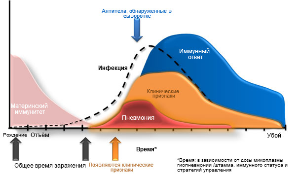 Микоплазма гиопневмонии: Динамика инфекции и иммунитета