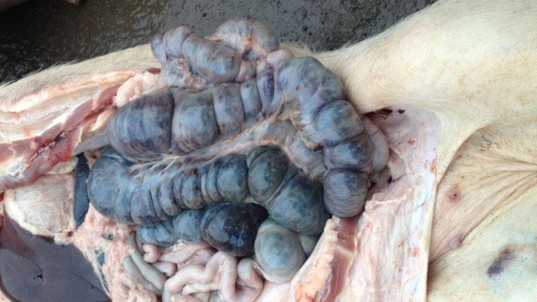 Фото инфицированной свиньи через 14 дней после выявления болезни. Кровоизлияния в толстом кишечнике.

