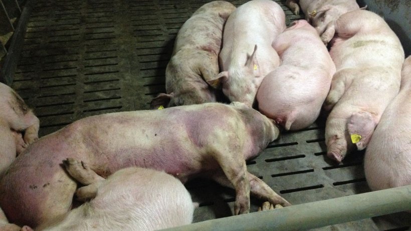 Фото инфицированной свиньи через 14 дней после выявления болезни. Обширные кровоизлияния по всей туше.
