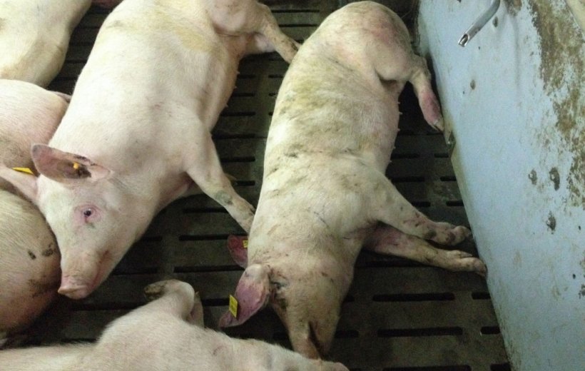 Фото инфицированной свиньи через 14 дней после выявления болезни. Патологии в виде кровоизлияний на кончике уха и дистальной части задней ноги.
