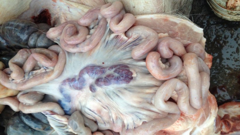 Фото инфицированной свиньи через 14 дней после выявления болезни. Увеличенные и геморрагичные лимфоузлы.
