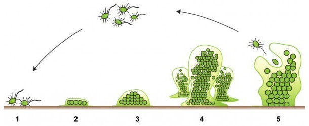 Пять стадий формирования биопленки. Источник: http://www.emerypharmaservices.com/
