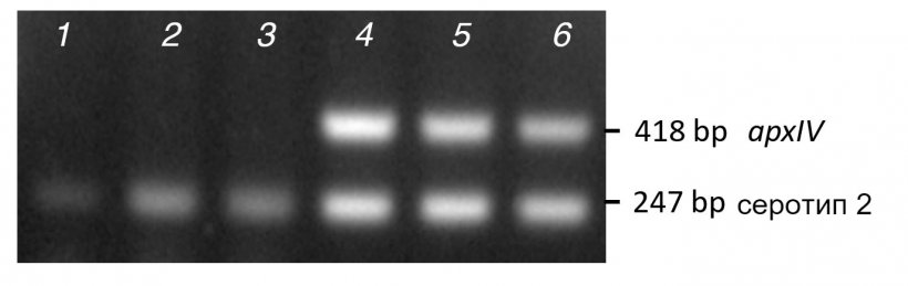 Рисунок 2. Сравнение полос амплификации при ПЦР (мПЦР1) пурифицированных колонии (1-3) и ДНК (4-6) для трех клинических изолятов серотипа-2

