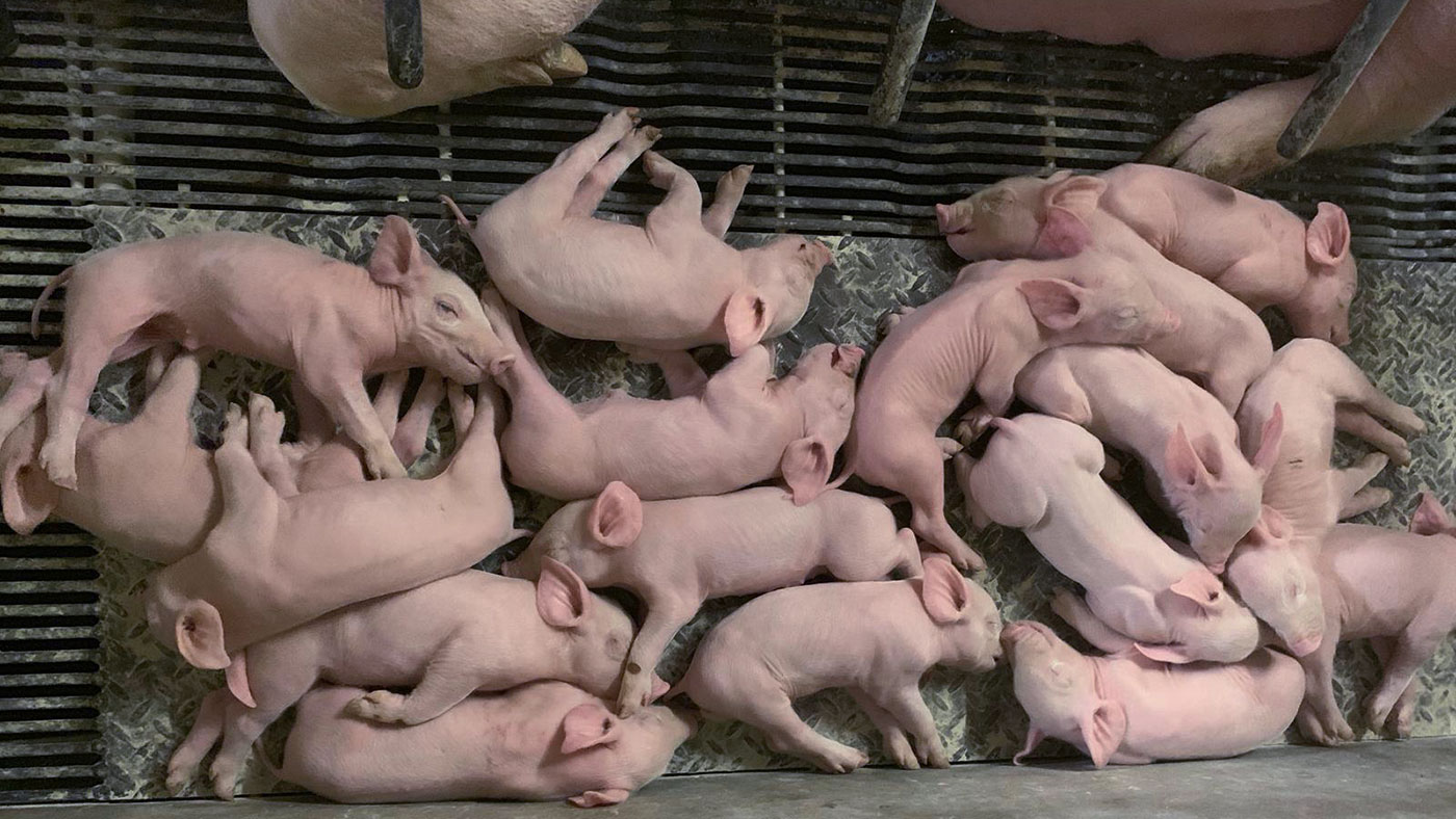 Как подобрать правильный рацион кормления свиньям