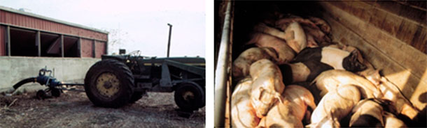 Фото 4: Будьте внимательны при перемешивании и откачивании навоза. Рабочие выжили в данном случае, свиньи - нет.&nbsp;&nbsp;
