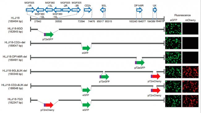 График 1. Оценка генерации и вирулентности различных вирусов африканской чумы свиней (АЧС) с удаленными генами. Схематическая презентация гена(ов) и отдела (ов), удаленных в каждом вирусе африканской чумы свиней. Сегменты удаленных генов были замещены генами-репортерами p72eGFP, eGFP или p72mCherry. Вирус-инфицированные первичные альвеолярные макрофаги свиней, выражающие различную флуоресценцию, показаны на панели справа. Указаны положения нуклеотидов, показывающий границы делеции генома вируса африканской чумы свиней HLJ/18.
