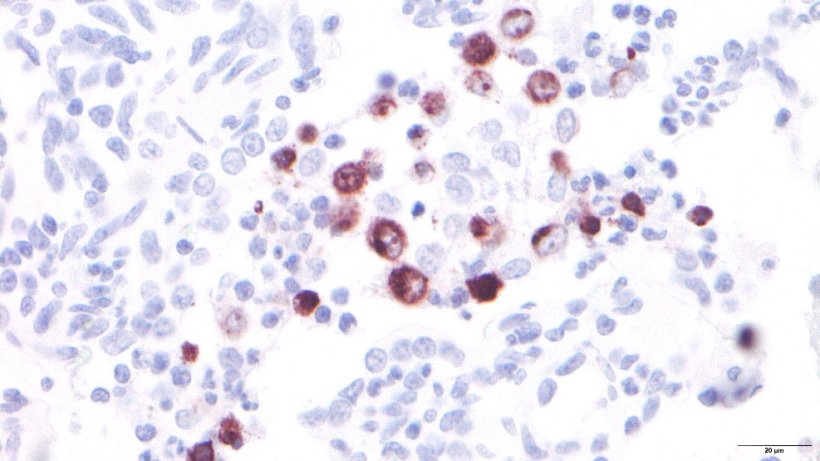 Рисунок 3: Альвеолярные макрофаги, инфицированные вирусом РРСС.
