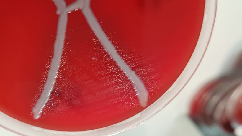 Glaesserella australis на кровяной пластинке с&nbsp;Staphylococcus aureus, отражающая сателлитизм. Источник: QAAFI
