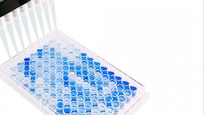 Фото1. Планшет с плоским дном и 96 ячейками, используемый для серологического анализа по РРСС. Позитивные образцы подкрашены синим. Источник: Base Pair Biotechnologies.
