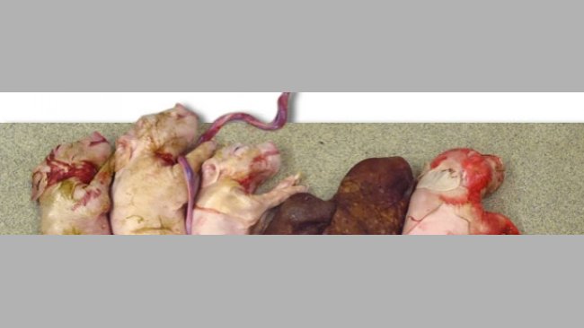 Помет от свиноматки, искусственно зараженной ЦВС2 во время осеменения. Обратите внимание на маленький размер помета и присутствие двух мумифицированных плодов