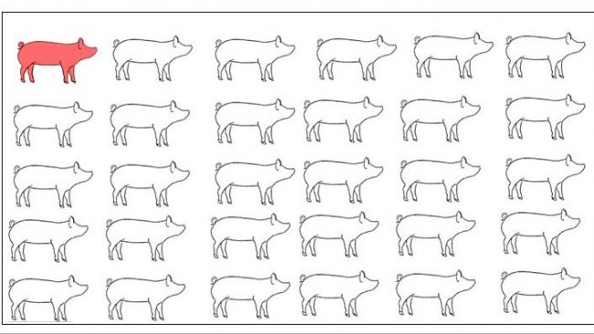 Фото 1. Модель с заражением естесственным образом&nbsp; была использована для оценки обнаружения&nbsp;Mycoplasma hyopneumoniae&nbsp;после контакта с инфицированной свинкой. X-координата: Недели после заражения. Образцы отбирались у живых свинок с дня 0 до 8 недель после контакта.
