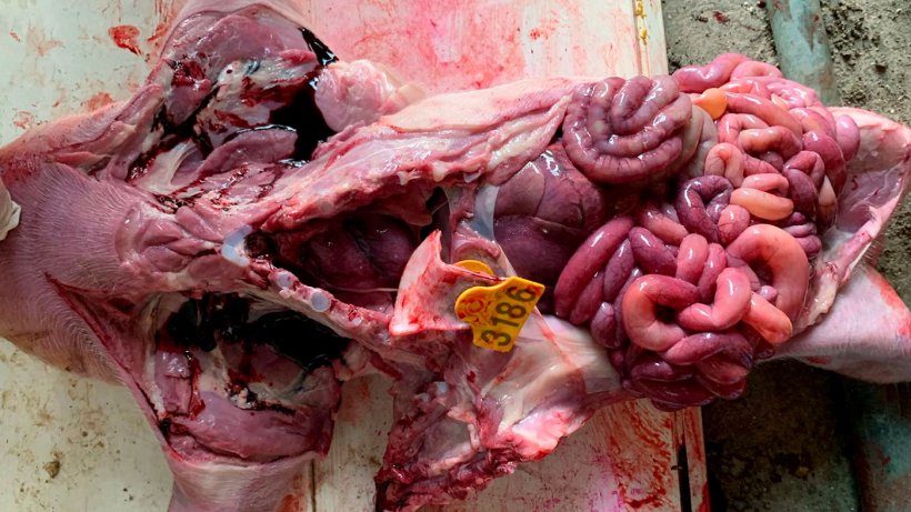 Фото 2: Желудочно-кишечный тракт подсосного поросенка, в котором наблюдается затор в тонком кишечнике и скопление желтой жидкости. В этом случае была диагностирована бета-гемолитическая E.coli.
