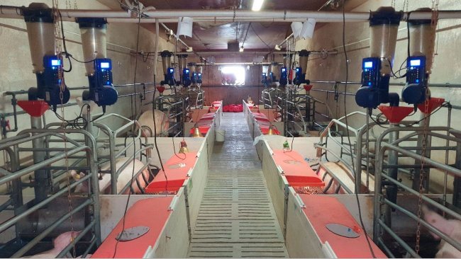 Фото1. Электронные кормушки на опоросе, установленные на товарной ферме&nbsp;(Centro de Experimentaci&oacute;n Porcino, Aguilafuente, Segovia), где проводилось исследование.
