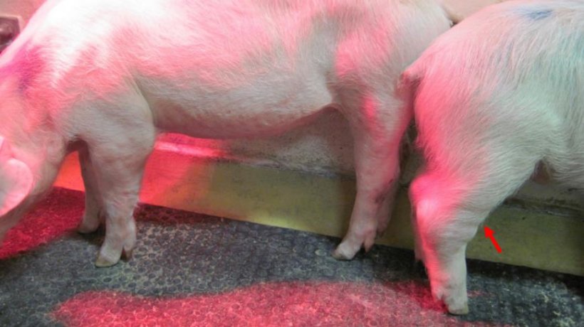 Фото1. Хроническая форма африканской чумы свиней (АЧС). Стрелка указывает на опухшие суставы. Источник: Walczak и др. Pathogens, 2020,9, 237

