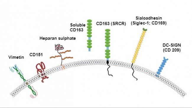 Фото 2. Изображение рецепторов, рассмвтриваемых обычно с вирусом РРСС. Источник: Zhang, Q., Yoo, D. (2015)
