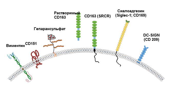 Фото 2. Изображение рецепторов, рассмвтриваемых обычно с вирусом РРСС. Источник: Zhang, Q., Yoo, D. (2015)
