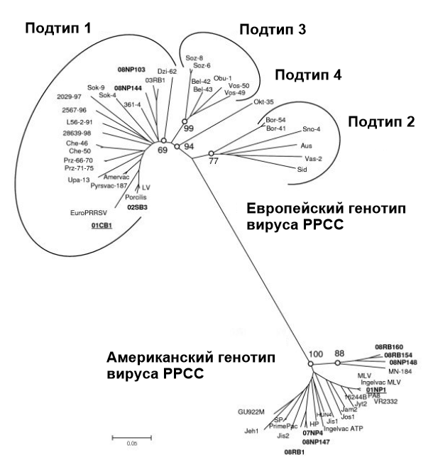 Фото 1.&nbsp;Филогенетические взаимоотношения вирусов РРСС, открытая рамка считывания с 5 последовательностями говорит о генетической разнице между&nbsp; вирусами РРСС типа 1 (европейский генотип) и РРСС типа 2 (американский генотип). Источник: Amonsin, A., Kedkovid, R., Puranaveja, S. и др. (2009)
