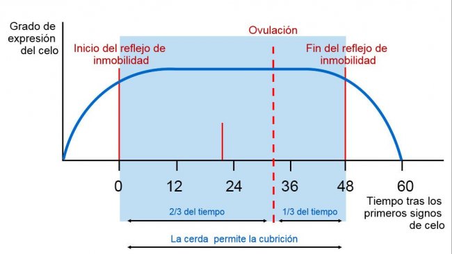Фото1. Графическое изображение рефлекса неподвижности, овуляции и оптимального времени ИО для свиноматки с длительностью охоты в 60 часов. Источник: Carles Casanovas.
