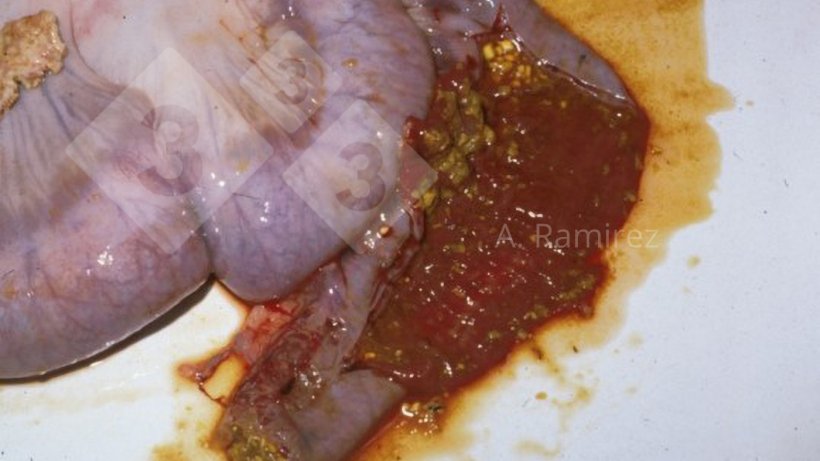 Фото 1.&nbsp;Фотография подвздошной кишки свиньи с острым илеитом, на которой виден слегка расширенный кишечник с геморрагическим содержимым, смешанным частично переваренным содержимым корма.
