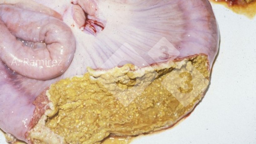 Фото 3. Фотография подвздошной кишки свиньи, на которой видна некротическая мембрана, прикрепленная к поверхности слизистой оболочки кишечника.
