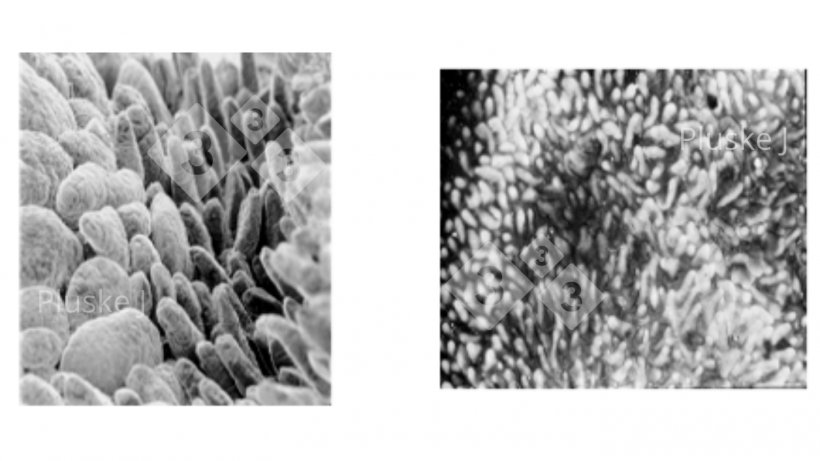 Фото 1. Изменение структуры тонкого кишечника через пять дней после отъема (справа) по сравнению по сравнению с поросятами до отъема (слева) (по данным Pluske, 1995).
