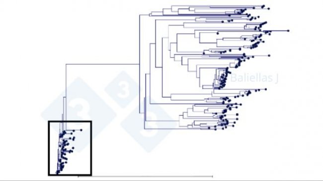 График 1: Филогенетическое древо, показывающее историю последовательностей ORF5, обнаруженных в регионе в течение 4 лет
