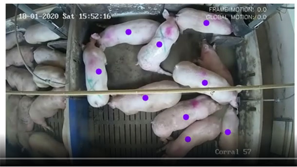 Фото&nbsp;2:&nbsp; Видео, на котором распознается и индивидуально отслеживается перемещение свиней. Проект от Innovaci&oacute;n VIGIASAN.
