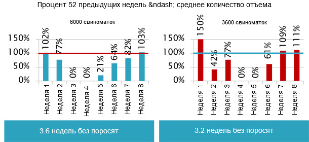 После заражения свиноматок, все поросята также были поражены инфекцией. 