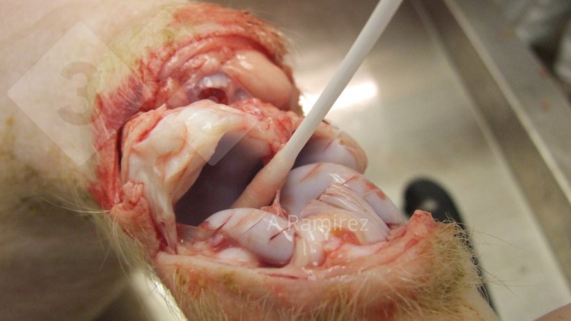 Фото 2. Мазок из сустава хронически пораженной свиньи.
