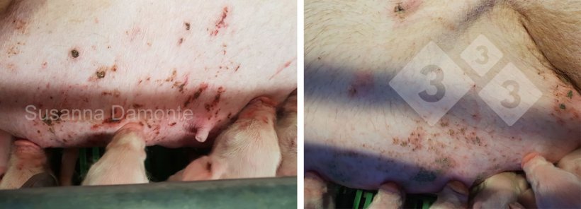 Фото 11.&nbsp;Повреждения молочных желез у лактирующей свиноматки
