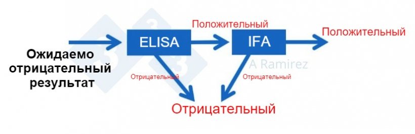 Фото 2. Диаграмма, демонстрирующая использование IFA для подтверждения АЧС при неожиданно положительном тесте&nbsp;ELISA.&nbsp; Отрицательный образец, протестированный с помощью ELISA как отрицательный рассматривается как отрицательный. Если данный образец неожиданно тестируется положительно, тогда используется IFA, как подтверждающий. Если тест IFA положительный, тогда образец подтверждается как положительный. Если IFA тест отрицательный, тогда считаем, что это был ложно-положительный тест с учетом ,что ПЦР тест также является отрицательным.
