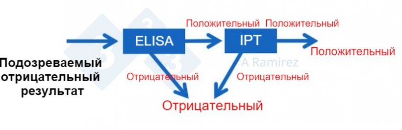 Фото 3. Диаграмма, демонстрирующая&nbsp;использование IPT для подтверждения АЧС при неожиданно положительном тесте&nbsp;ELISA.&nbsp; Отрицательный образец, протестированный с помощью ELISA как отрицательный рассматривается как отрицательный. Если данный образец неожиданно тестируется положительно, тогда используется IPT, как подтверждающий. Если тест IPT положительный, тогда образец подтверждается как положительный. Если IPT тест отрицательный, тогда считаем, что это был ложно-положительный тест с учетом ,что ПЦР тест также является отрицательным.
