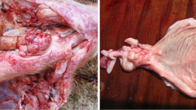 Фото 1. Вскрытие свиньи на откорме, обратите внимание на кровоизлияния в глоточные лимфатические узлы и мочевой пузырь
