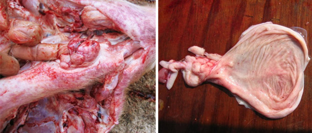 Фото 1. Вскрытие свиньи на откорме, обратите внимание на кровоизлияния в глоточные лимфатические узлы и мочевой пузырь
