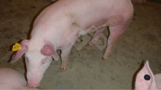 Фото 1: Свинья с красными (гиперемическими) ушами и животом, что свидетельствует о системном заболевании.
