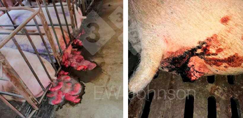 Фото 1.Аборты (слева) и кровавая диарея (срава) у свиноматок.
