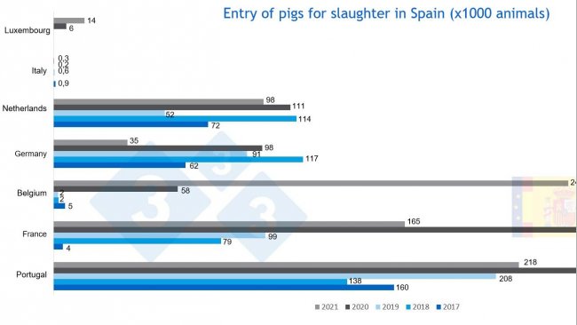Фото 3. Свиньи, поставляемые на откорм в Испанию&nbsp;Источник: MAPA.
