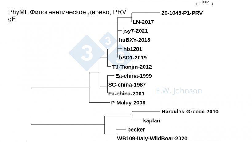 Фото 5. PhyML Филогенетическое дерево, PRV gE, показывающее штаммы типа 1 (подобные Каплану/Беккеру), штаммы &laquo;классического&raquo; типа 2 (подобные Fa/SC/Ea) и штаммы типа 2 с повышенной вирулентностью (подобные TJ/hb1201). Недавняя PRV, этот случай [20-1048], и PRV hSD1-2019 энцефалита человека объединяются с TJ/hb1201.

