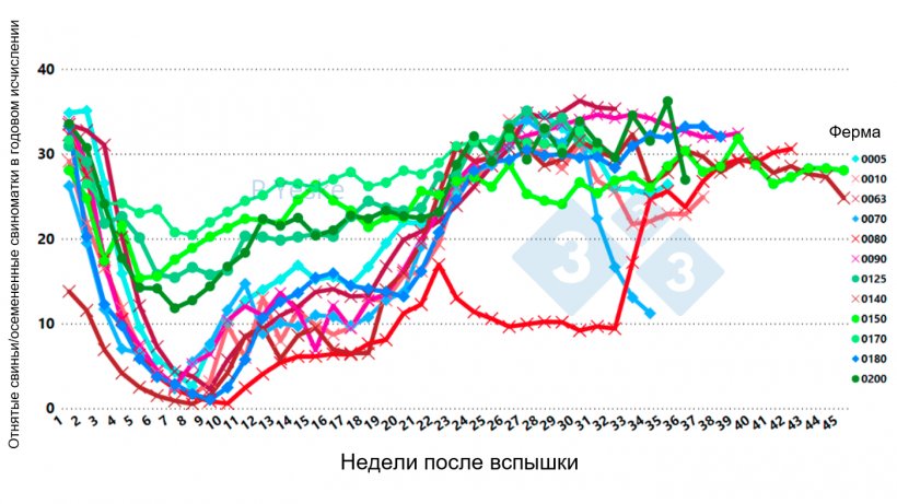 Фото 2.&nbsp;Показаны изменения в годовом исчислении поросят, отъемышей/осемененных свиноматок, с течением времени после РРСС (вспышка варианта 1-4-4 L1C на 12 различных фермах, демонстрирующая падение продуктивности, для восстановления которого требуется до 30 недель).

