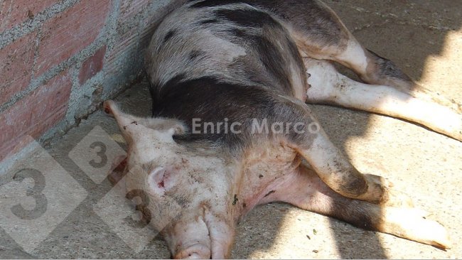 Фото 1. Свинья, умершая от пневмонии, вызванной&nbsp;Actinobacillus pleuropneumoniae.
