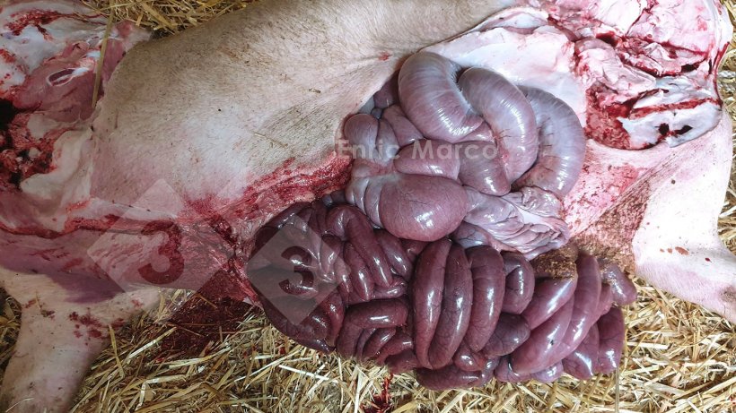 Фото 2. Вскрытие свиньи с синдромом геморрагического кишечника, вызванным заворотом желудка.
