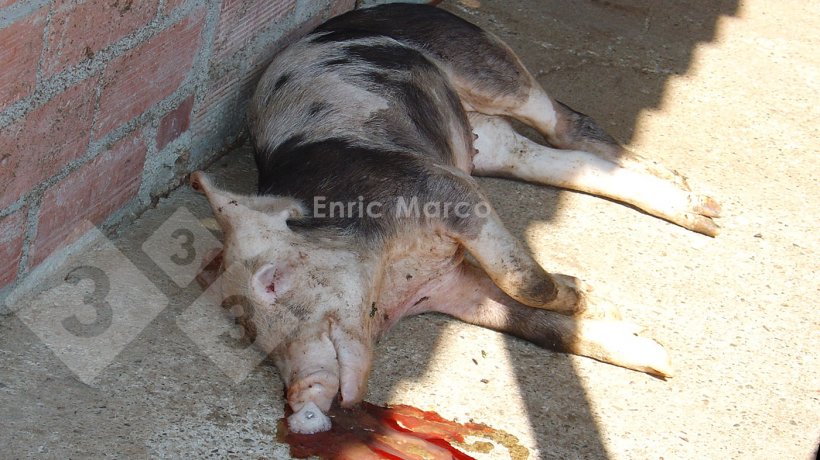 Фото 1. Свинья, умершая от пневмонии, вызванной&nbsp;Actinobacillus pleuropneumoniae.
